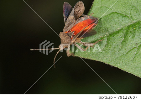生き物　昆虫　ホオズキカメムシ、地味な翅の下には鮮やかな朱色のお腹。相手を驚かせて逃げる作戦？ 79122607