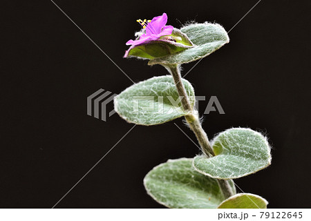 つゆ草の仲間（トラディスカンティア・シラモンタナ）の写真素材 [79122645] - PIXTA