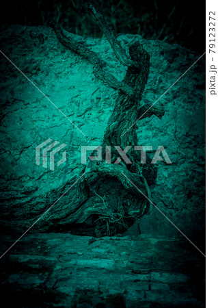Scary mysterious abstract background with texture of driftwood root of tree stump in horror style with strange green light and night shadows 79123272