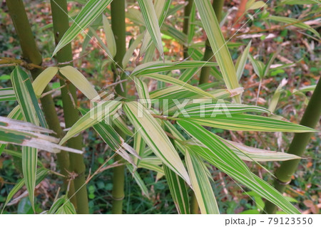 竹 鈴子業平竹(スズコナリヒラタケ) 竹 鈴子業平竹(スズコナリヒラタケ) 79123550