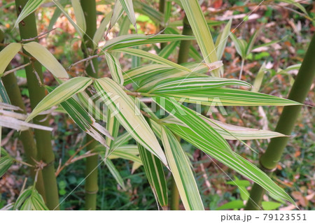 竹　鈴子業平竹（スズコナリヒラタケ） 79123551