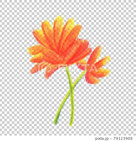 色鉛筆で描いたオレンジ色の花のイラスト素材