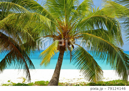 南太平洋メラネシアのニューカレドニア　ロワイヨテ諸島の天国に一番近い島ウヴェア島　ムリのヤシと青い海 79124146