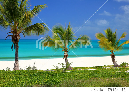 南太平洋メラネシアのニューカレドニア　ロワイヨテ諸島の天国に一番近い島ウヴェア島　ムリのヤシと青い海 79124152