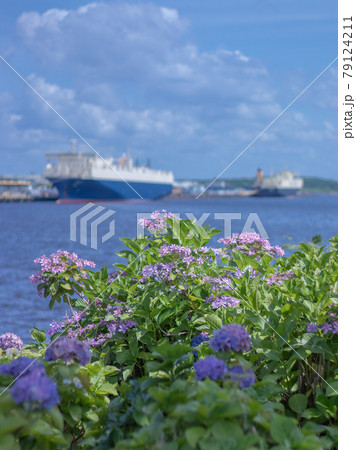 紫陽花と海 紫陽花と海 79124211