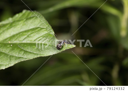 アリグモ 79124332