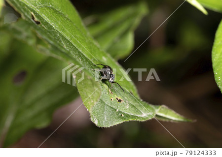 アリグモ 79124333