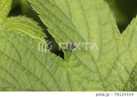 イナズマハエトリ イナズマハエトリ 79124334