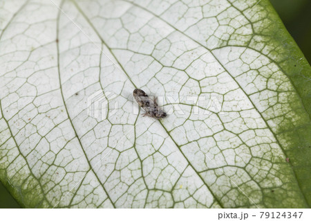 オビカワウンカ オビカワウンカ 79124347