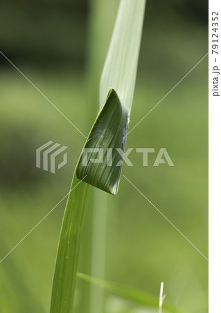 カバキコマチグモ カバキコマチグモ 79124352