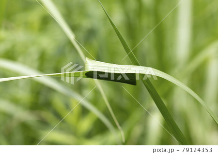 カバキコマチグモ 79124353