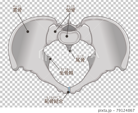 從正上方看到的骨盆插圖(帶文字) 從正上方看到的骨盆插圖(帶文字) 79124867