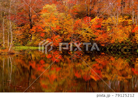 赤や黄色の紅葉に包まれた晩秋の信州蓮華白池 79125212