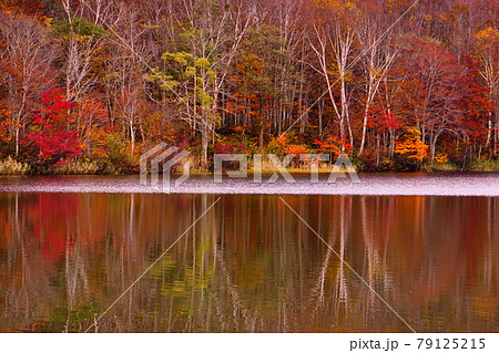 赤や黄色の紅葉に包まれた晩秋の信州蓮華白池 赤や黄色の紅葉に包まれた晩秋の信州蓮華白池 79125215