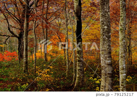 赤や黄色の紅葉に包まれた晩秋の信州蓮華白池 赤や黄色の紅葉に包まれた晩秋の信州蓮華白池 79125217