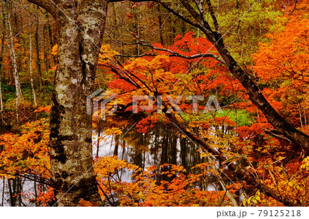 赤や黄色の紅葉に包まれた晩秋の信州蓮華白池 79125218