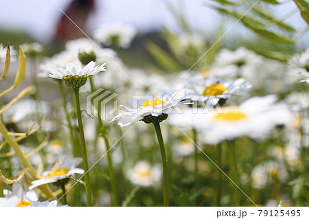 花の中心が黄色で花弁が白い定番のマーガレットの花がたくさん咲いている 79125495
