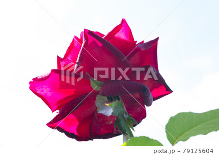 赤いバラの花 79125604
