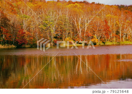 赤や黄色の紅葉に包まれた晩秋の信州蓮華白池 79125648