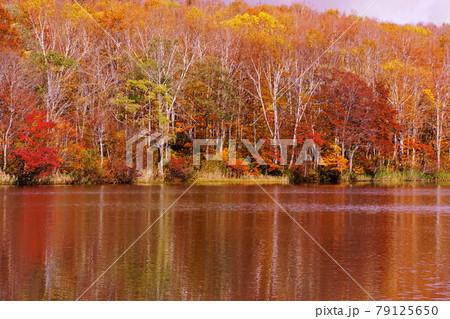 赤や黄色の紅葉に包まれた晩秋の信州蓮華白池 79125650