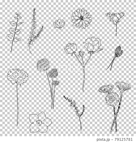 手描き線画のお花達 79125781