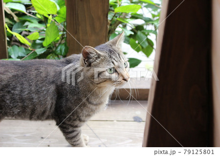旅猫~ウミカジテラス2~ 旅猫~ウミカジテラス2~ 79125801