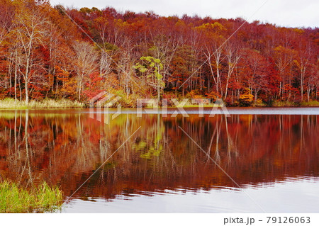 赤や黄色の紅葉に包まれた晩秋の信州蓮華白池 79126063