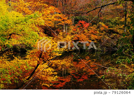 赤や黄色の紅葉に包まれた晩秋の信州蓮華白池 79126064