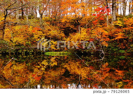 赤や黄色の紅葉に包まれた晩秋の信州蓮華白池 79126065