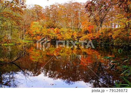 赤や黄色の紅葉に包まれた晩秋の信州蓮華白池 79126072