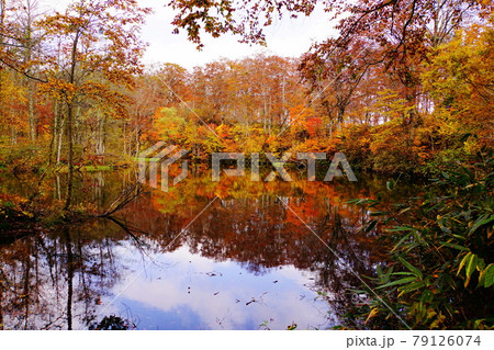 赤や黄色の紅葉に包まれた晩秋の信州蓮華白池 79126074