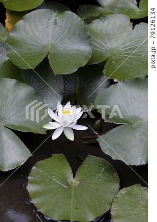 ヒツジグサ 79126134