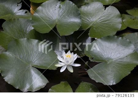 ヒツジグサ 79126135