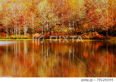 赤や黄色の紅葉に包まれた晩秋の信州蓮華白池 赤や黄色の紅葉に包まれた晩秋の信州蓮華白池 79126344