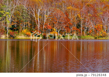 赤や黄色の紅葉に包まれた晩秋の信州蓮華白池 79126348