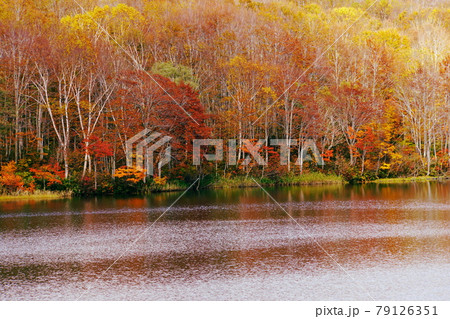 赤や黄色の紅葉に包まれた晩秋の信州蓮華白池 赤や黄色の紅葉に包まれた晩秋の信州蓮華白池 79126351
