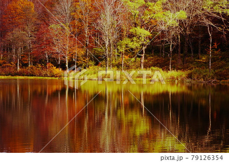 赤や黄色の紅葉に包まれた晩秋の信州蓮華白池 79126354