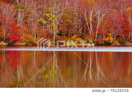 赤や黄色の紅葉に包まれた晩秋の信州蓮華白池 赤や黄色の紅葉に包まれた晩秋の信州蓮華白池 79126356