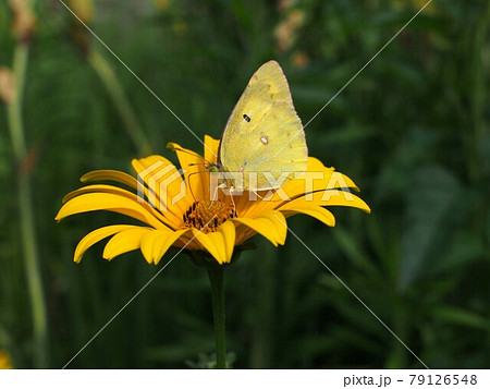 キクイモモドキの花の蜜を吸うモンキチョウ 79126548