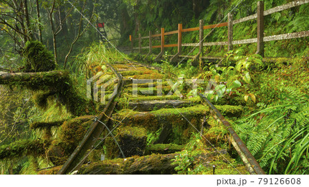 台湾 大木 大樹 79126608