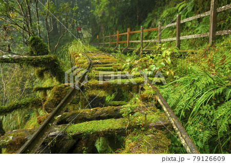 台湾 大木 大樹 79126609