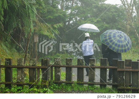 台湾 大木 大樹 79126629