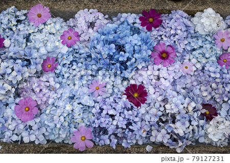 般若寺のアジサイ 79127231