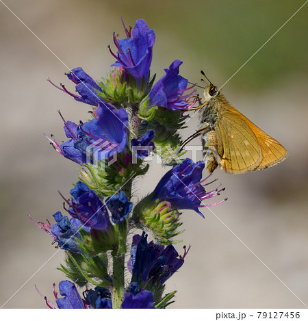Lulworth skipper, Thymelicus acteon foraging on a flower at a meadow at Munich, Germany 79127456