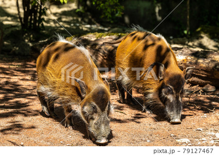 Red river hog, Potamochoerus porcus, also known as the bush pig. 79127467
