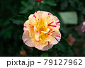 バラ 79127962