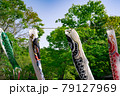 鯉のぼり 79127969
