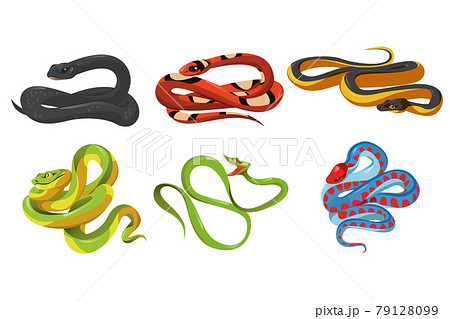 Cartoon snake species isolated vector serpents set 79128099