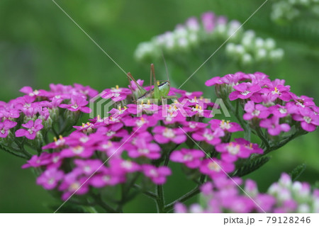 初夏のノコギリソウの花に止まるキリギリスの幼虫 初夏のノコギリソウの花に止まるキリギリスの幼虫 79128246
