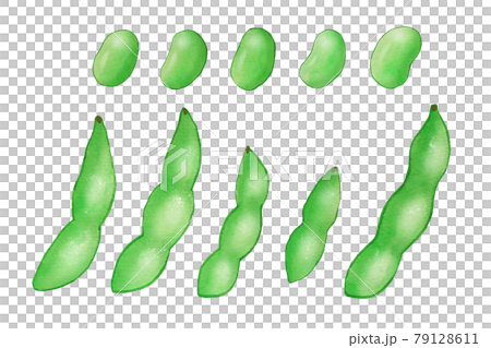 毛豆 毛豆 79128611